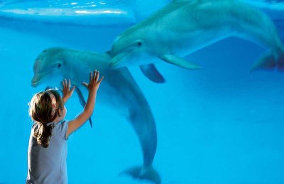 Child and dolphin at the National Aquarium by the National Aquarium at Wikimedia