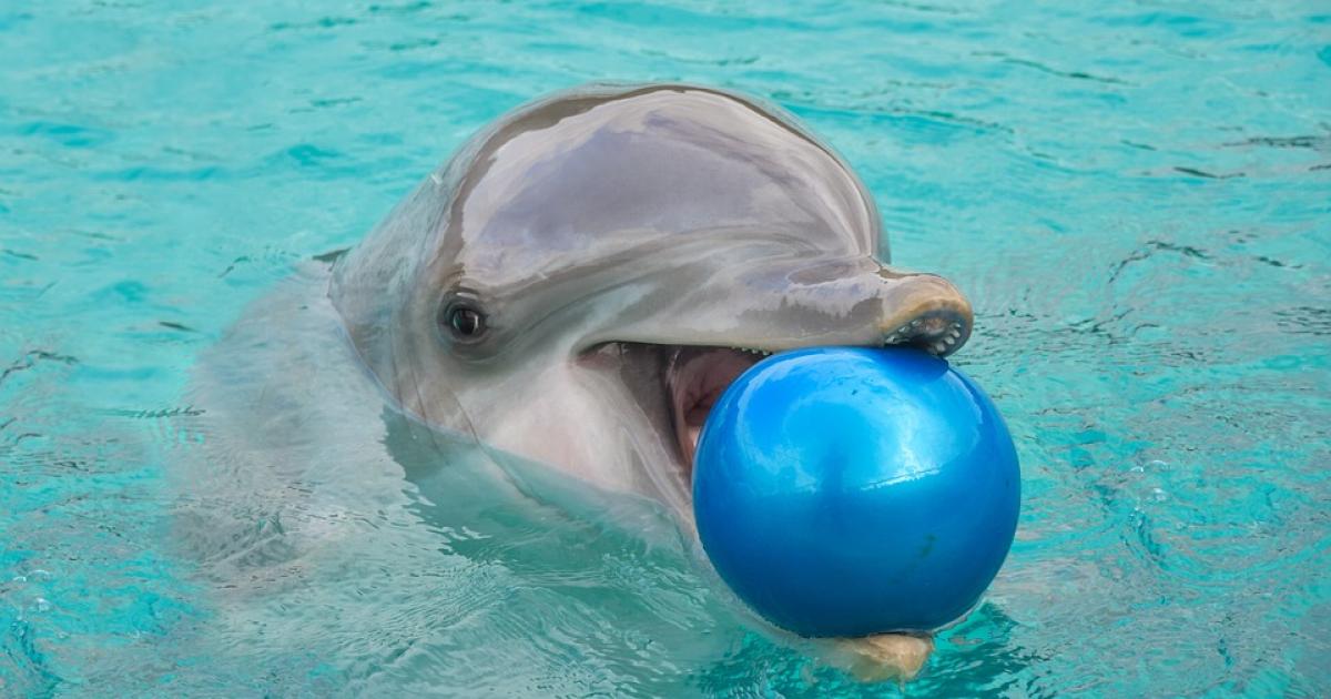 thumb 1200x630 dolphin 3730702 960 720